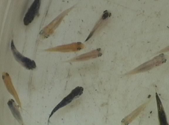 Koi fry online